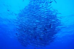 Marsa Alam - Red Sea Dive Holiday. Baracuda.